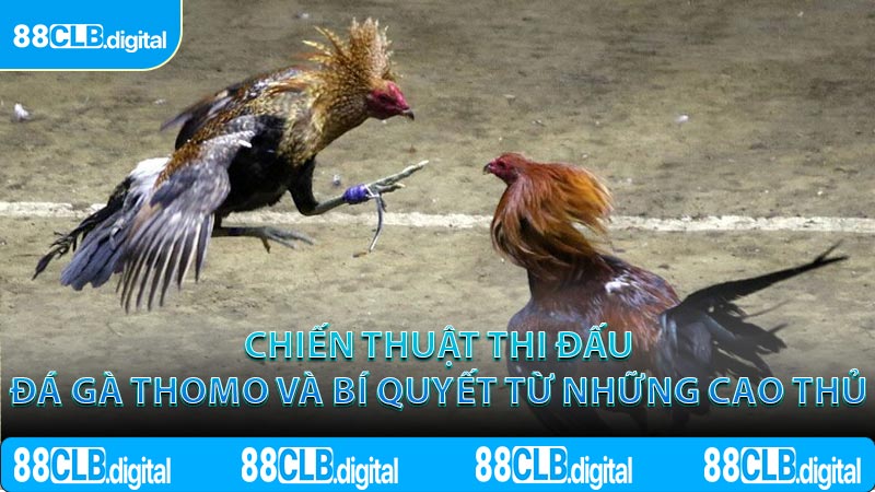 Chiến thuật thi đấu đá gà Thomo và bí quyết từ những cao thủ