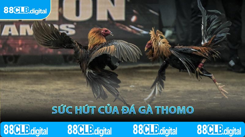 Sức hút của đá gà Thomo
